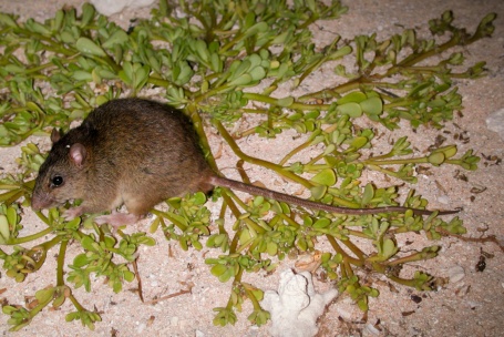 Schnappschuss einer kleinen Ratte auf einem pflanzenüberwachsenen Felsen