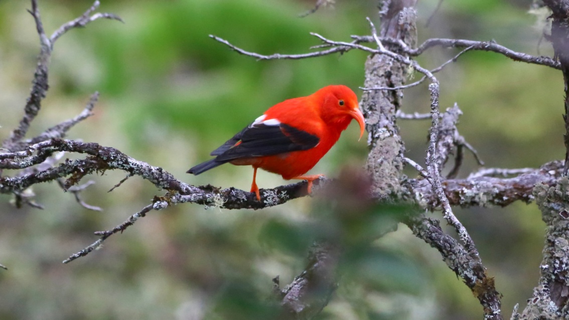 Ein schwarz-rot gefiederter Vogel sitzt auf einem Ast