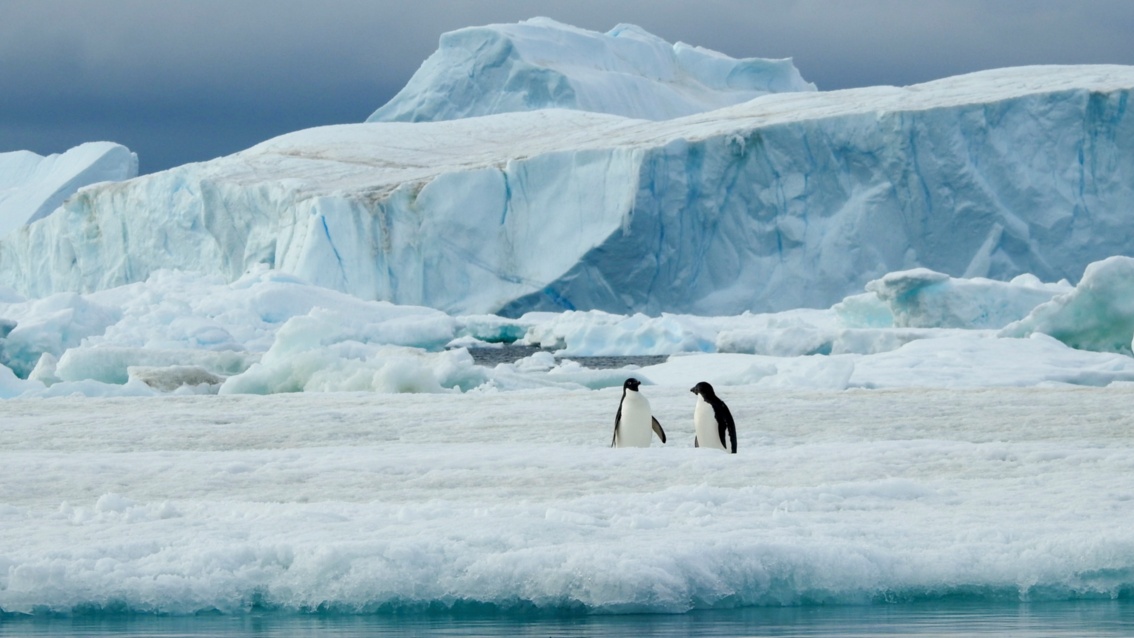 Zwei Adeliepinguine stehen alleine in der Eislandschaft.