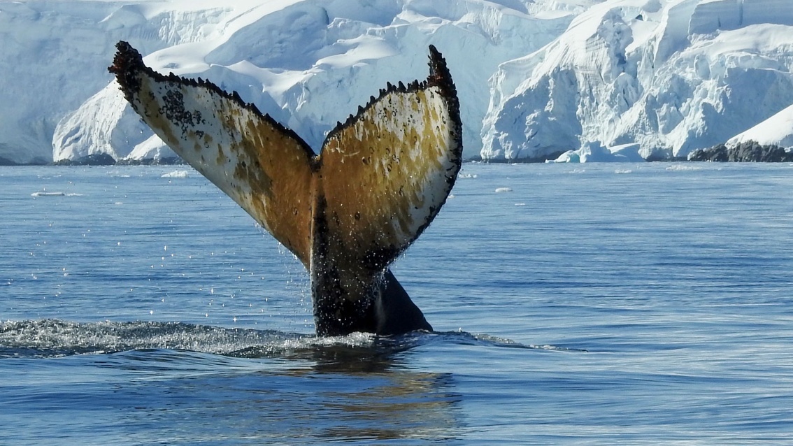 Ein Wal taucht vor arktischer Kulisse ins Meer ab