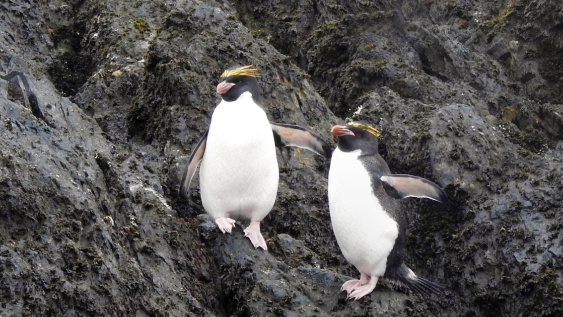 Zwei Pinguine mit gelbem Federschmuck auf dem Kopf in einer Lavalandschaft
