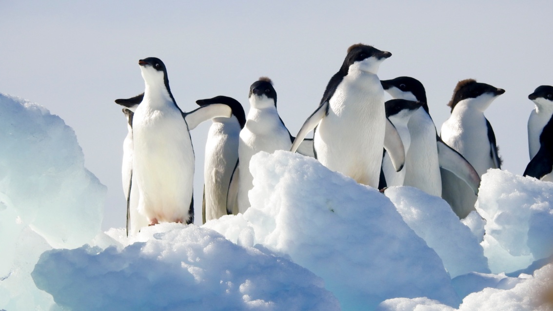Etwa 10 kleine schlicht schwarz-weiße Pinguine von unten fotografiert.