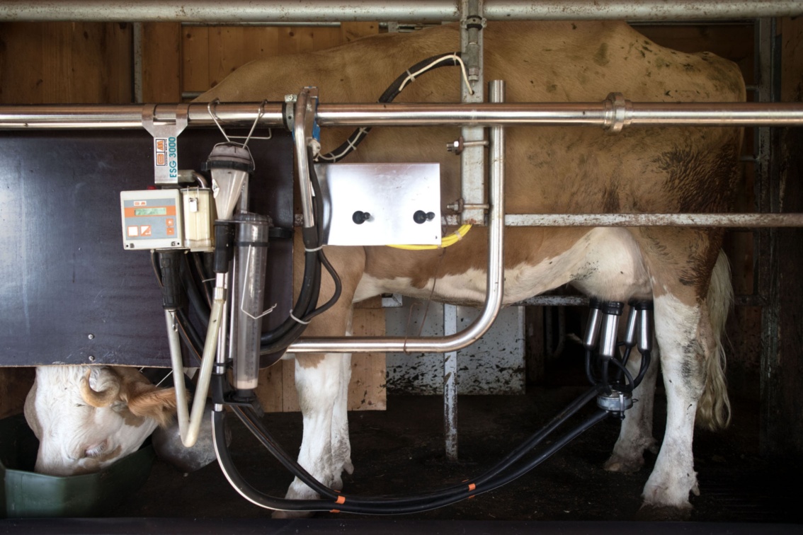 Eine Kuh mit angelegter Melkmaschine trinkt Wasser aus einem kleinen Bottich.