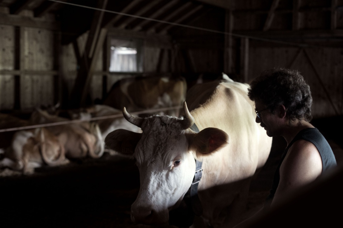 Vor dem hellen Fell einer Kuh mit Hörnern zeichnet sich die Shillouette des Senners ab;  im Halbdunkel des Stalls liegen  dahinter einige weitere Kühe auf Stroh.