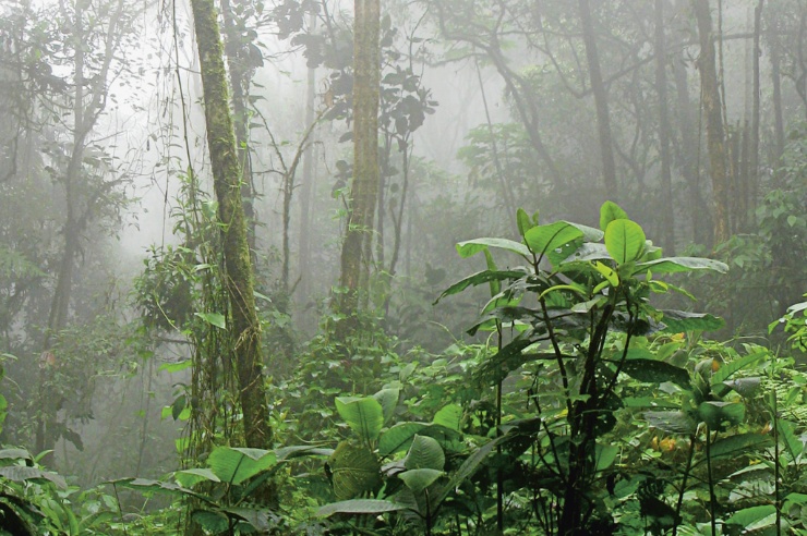 Dschungel im Nebel
