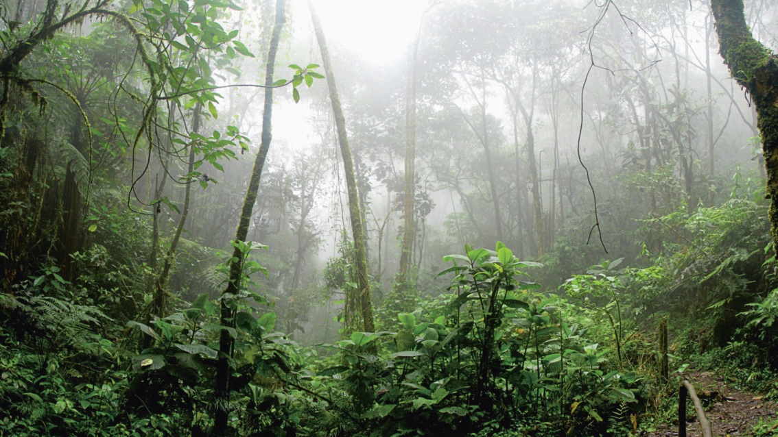 Nebelverhangener Blick in eine dichten Wald mit großer Pflanzenvielfalt