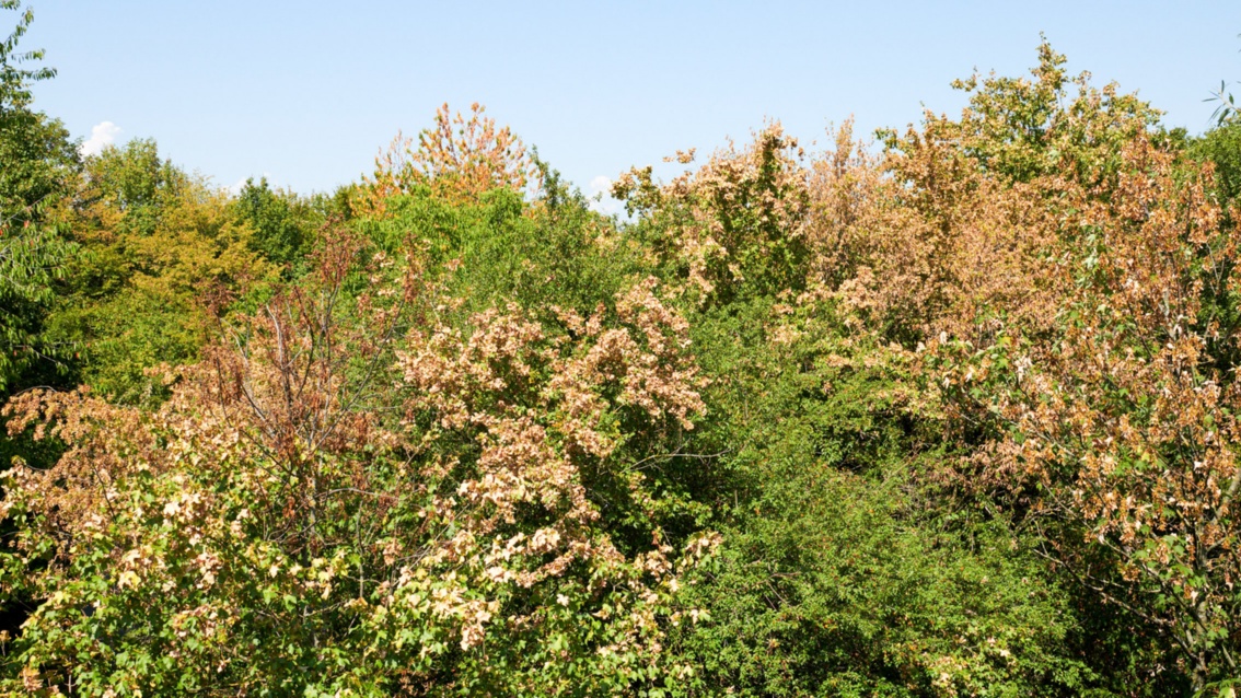 Unterschiedliche Laubbäume an einem Waldrand; an vielen ihrer Zweige ist vertrocknetes Laub zu erkennen.
