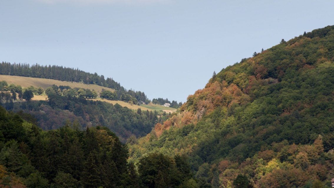 An einem felsigen Berghang zeigen die teils vertrockneten Kronen von Laubbäumen Trockenheit an, im Hintergrund sind Bergwiesen, eine Straße und ein Haus zu erkennen.