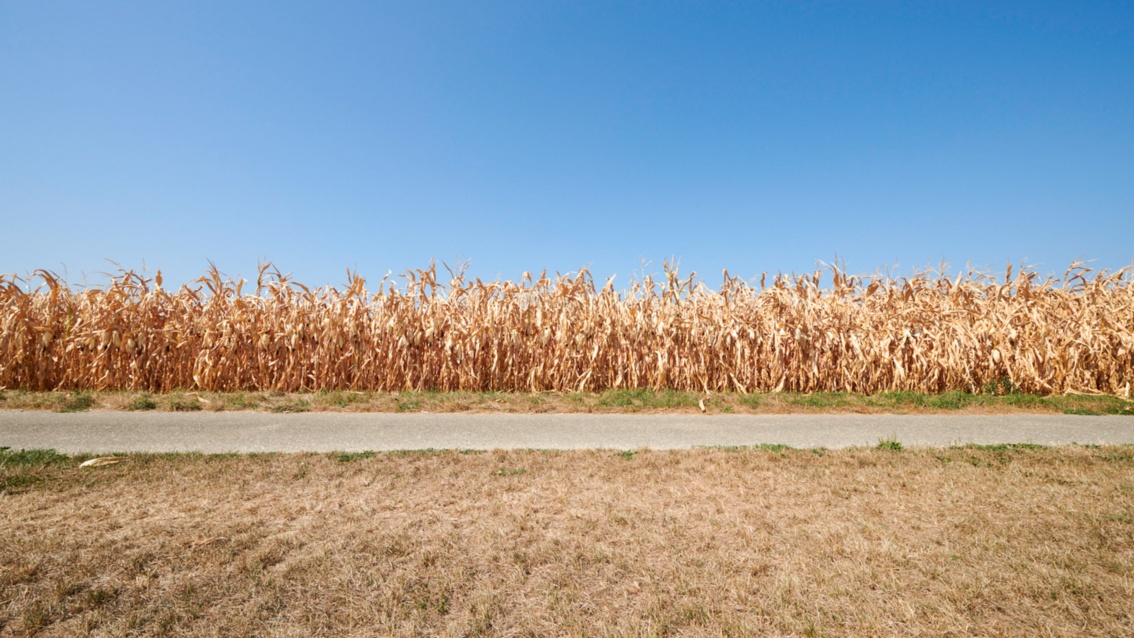 Hinter einer Wiese und einem Wirtschaftsweg ein Feldrand voller vertrockneter Maispflanzen.