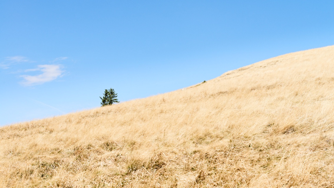 Ein Berghang mit dürrem Gras, dahinter ragen eng nebeneinander zwei Tannen in den blauen Himmel.