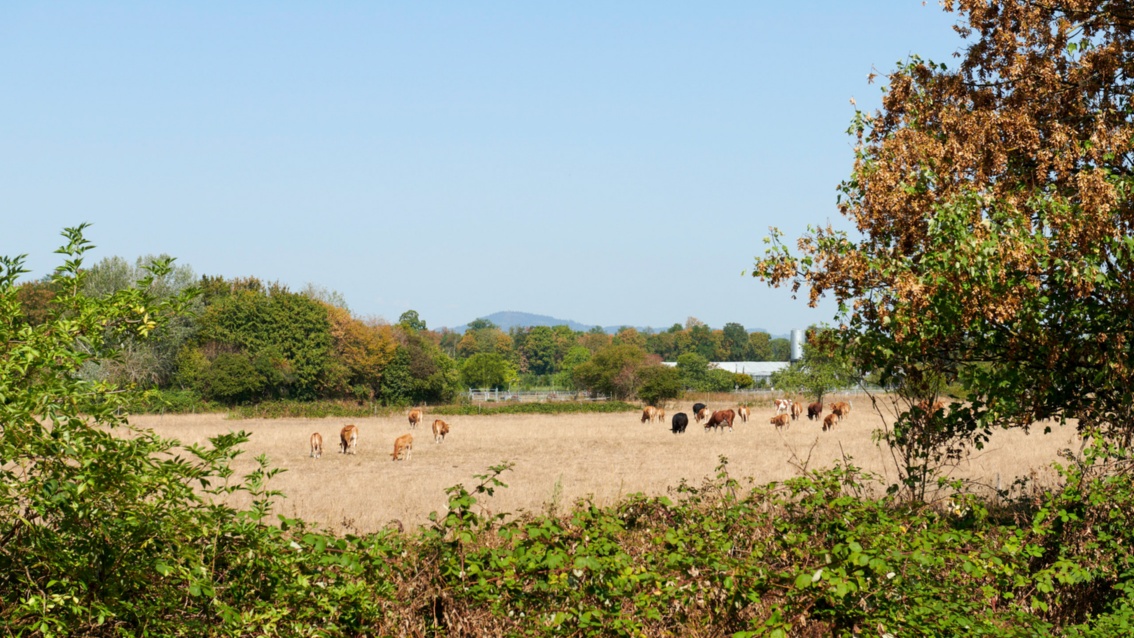 Hinter Brombeergestrüpp grasen Kühe auf einer steppenartig-trockenen Weide; auch viele Bäume tragen vertrocknetes Laub.
