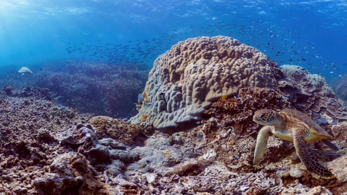 Korallenhügel im Meer, rechts schwimmt eine Schildkröte