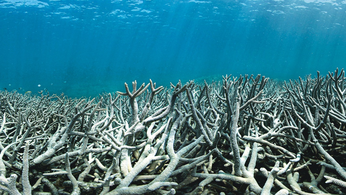 Ein Wald von ausgeblichenen Korallen unter Wasser