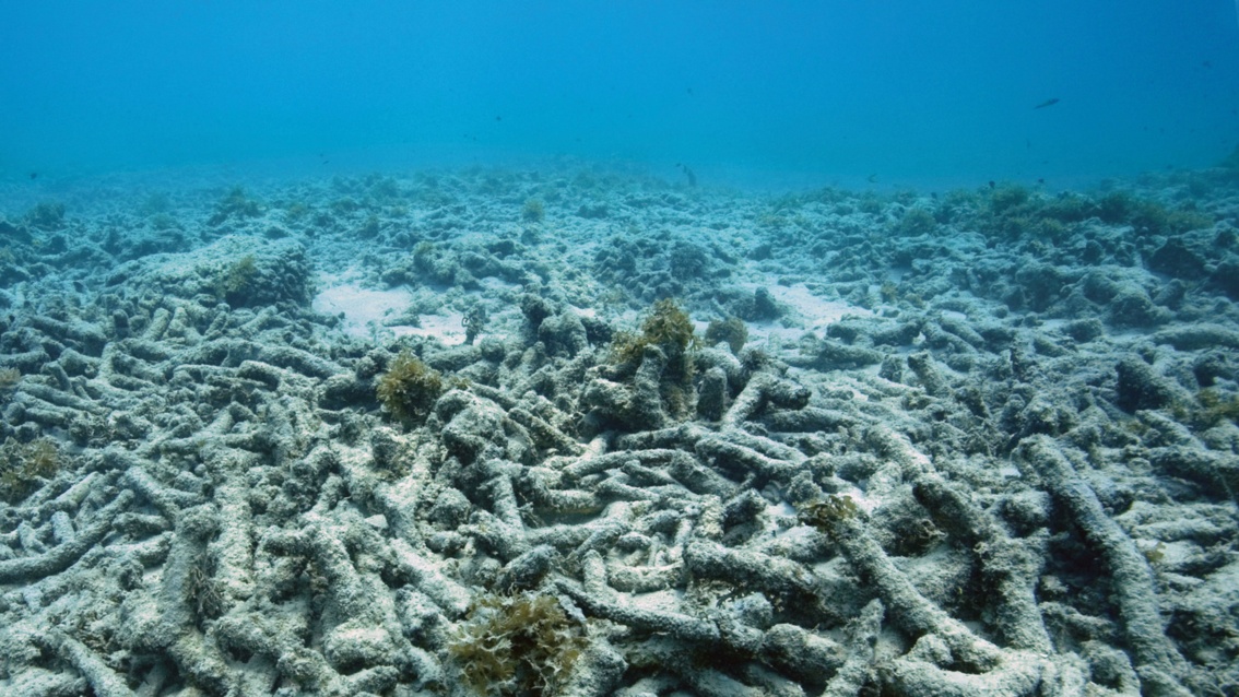 Abgestorbene, ausgebleichte Korallen bieten einen trostlosen Anblick.