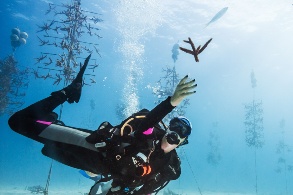 Eine Taucherin in einem submarinen Versuchs-Korallengarten greift nach einem abgebrochenen Korallenast.