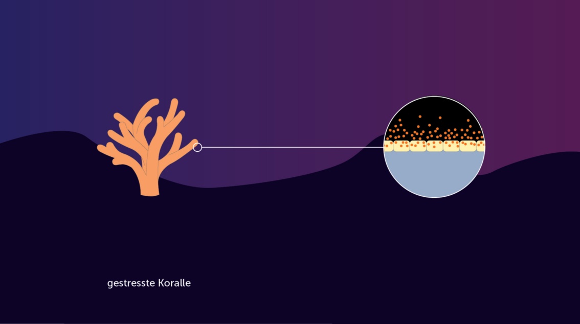 Infografik zur Erläuterung der Korallenbleiche