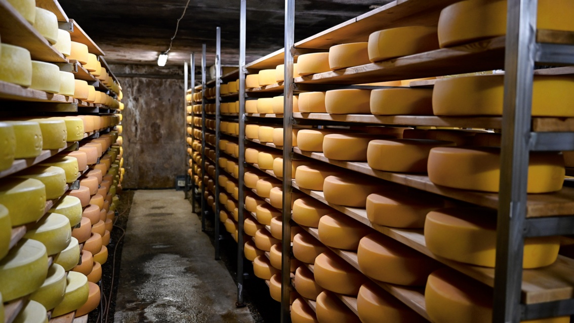 Ein Keller mit Regalen voller Käselaibe im schummrigen Licht.