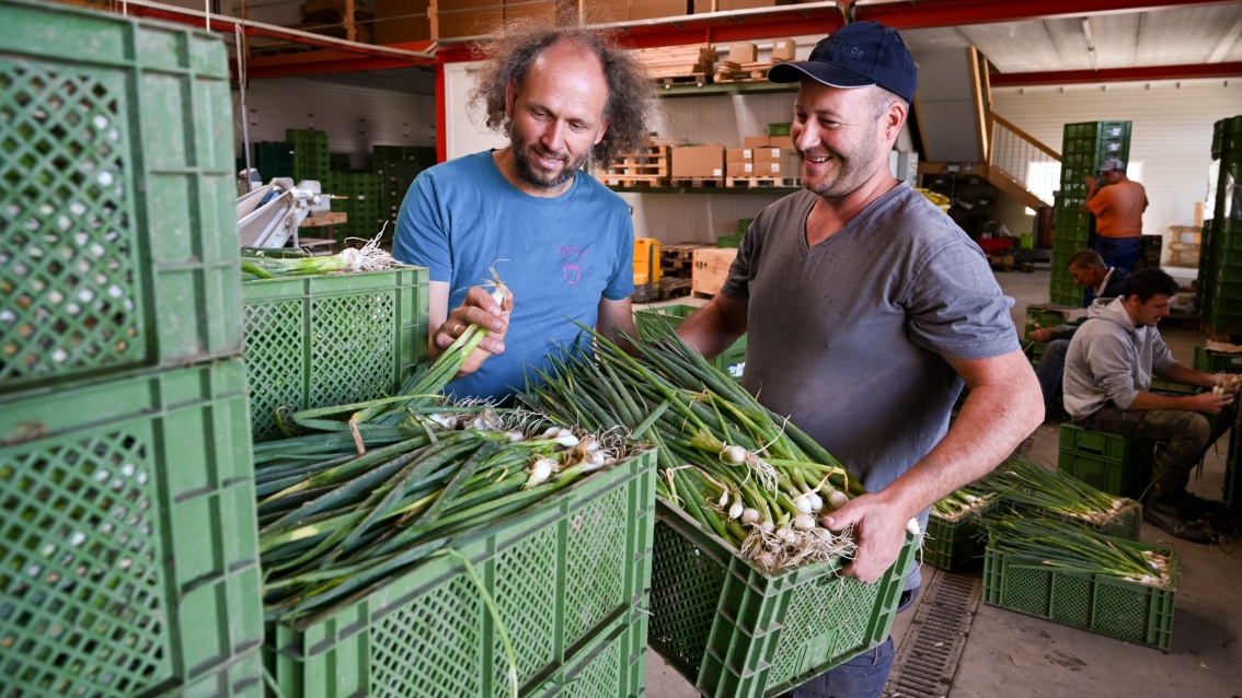 Zwei Männer im mittleren Alter stapeln Gemüsekisten mit Frühlingszwiebeln.