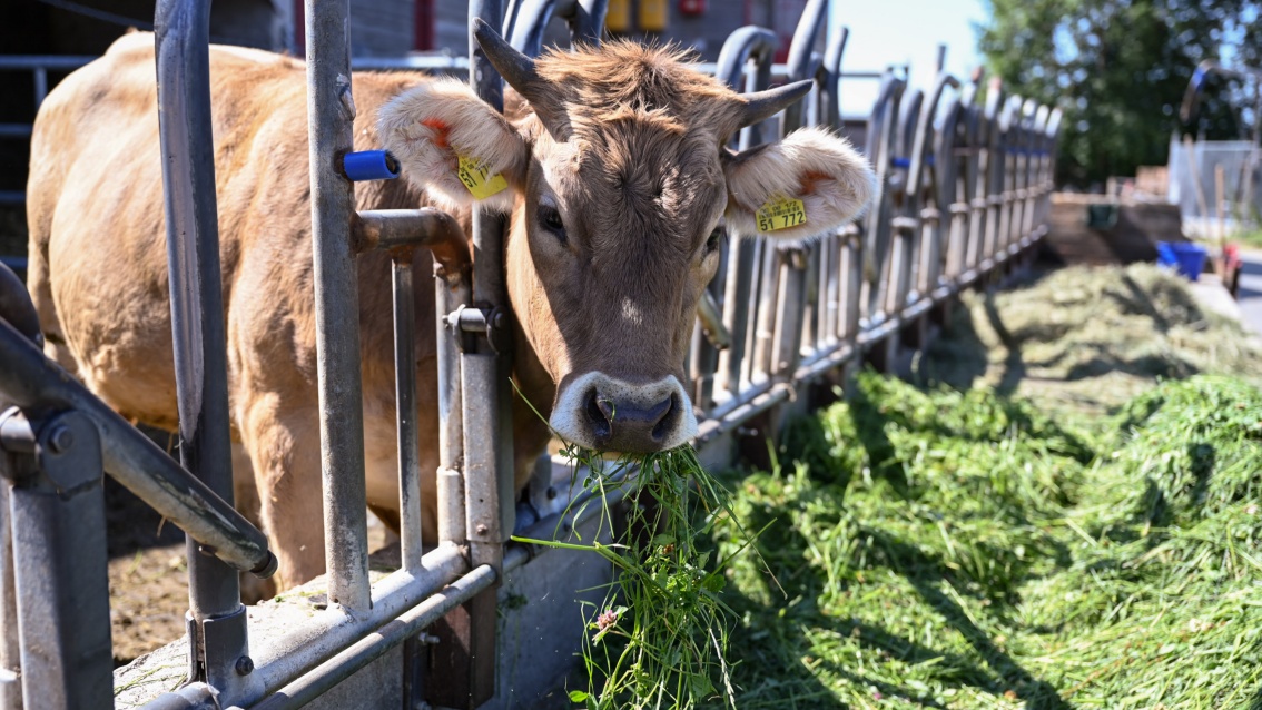 Eine braune Kuh mit plüschigen Ohren frisst verträumt frisches Gras.