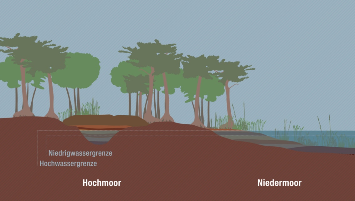 Querschnitt durch eine Landschaft mit einem Wasserpegel: die mit Wasser bedeckte Fläche wird mit  Niedrigmoor bezeichnet; im Hochmoor steht der Pegel unterhalb der Mooroberfläche.