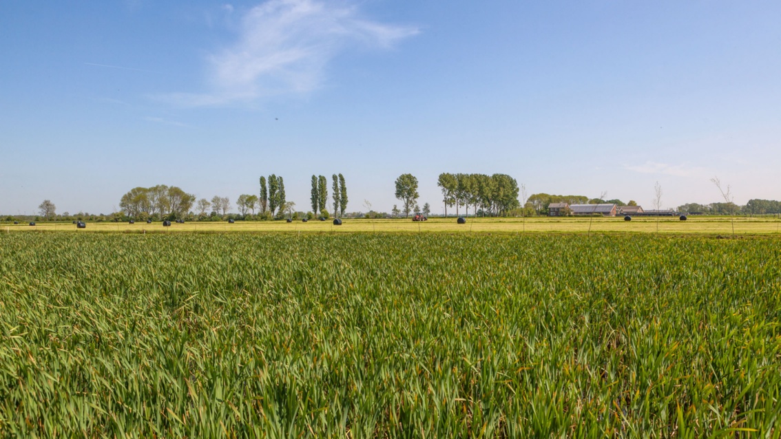 Ein Feld mit jungen Rohrkolbenpflanzen, die noch grün sind, am Horizont einige Bäume unter blauem Himmel.