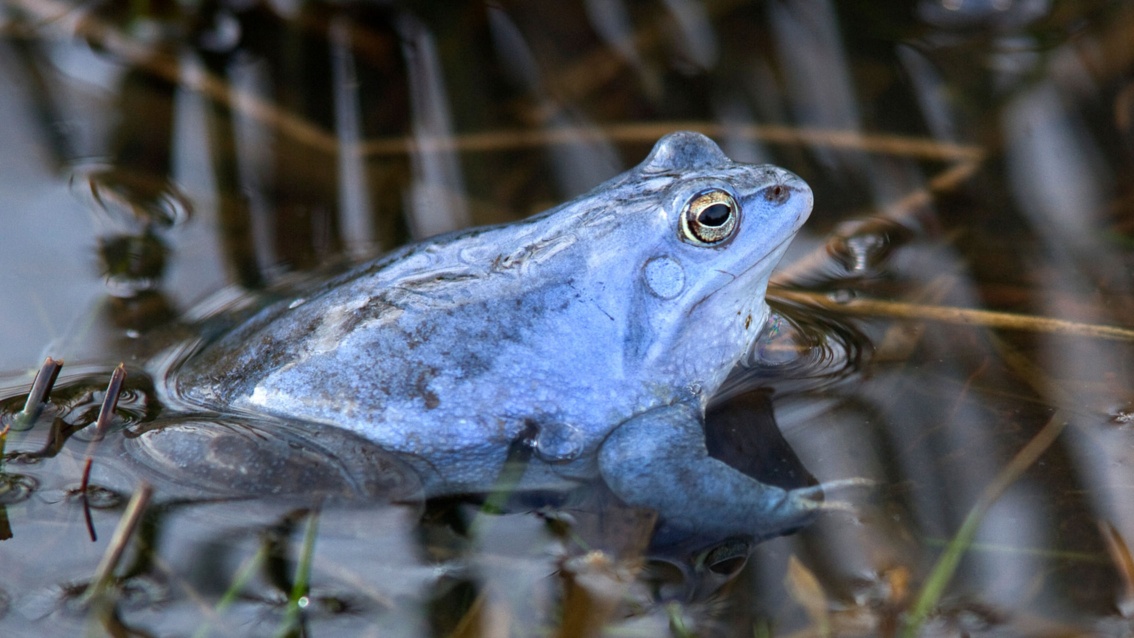 Ein blaufarbener Frosch sitzt im Wasser.