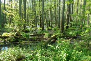 Ein grüner Wald auf wässrigem Grund.