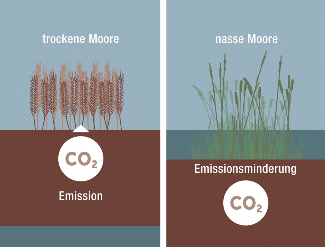 Grafik: Liegt der Wasserspiegel bei einem Moor zu tief unter der Oberflächen, wird CO2 freigesetzt, bedeckt der Wasserspiegel das Moor, bleibt das CO2 gebunden.