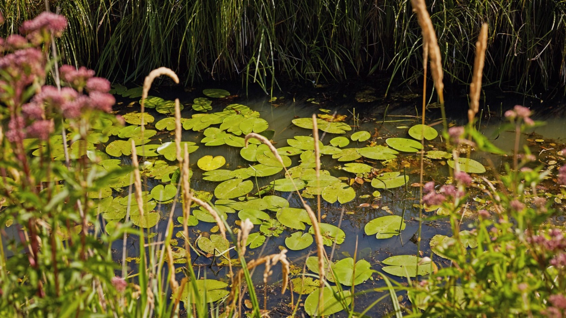 Seerosenblätter liegen auf der Wasseroberfläche eines Fließes.