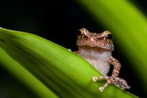 Ein kleiner Frosch sitzt auf einem Blatt und schaut keck in die Kamera.