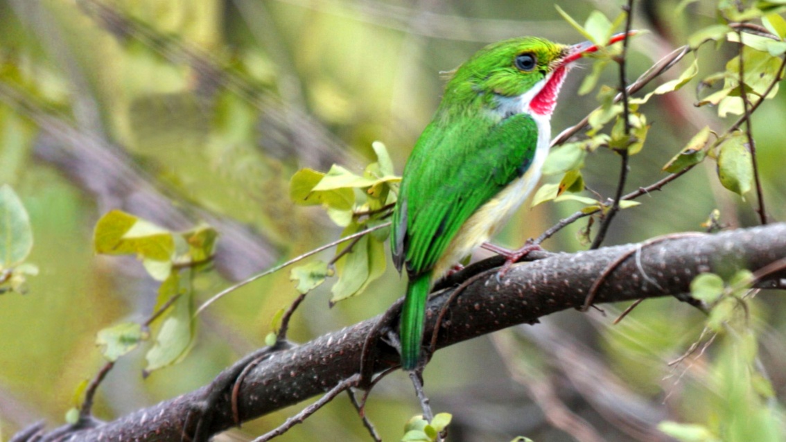 Auf einem Ast sitzt ein grüner Vogel mit weißem Bauch und roter Schnabelpartie.