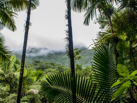 Puerto Rico El Yunque National Forest