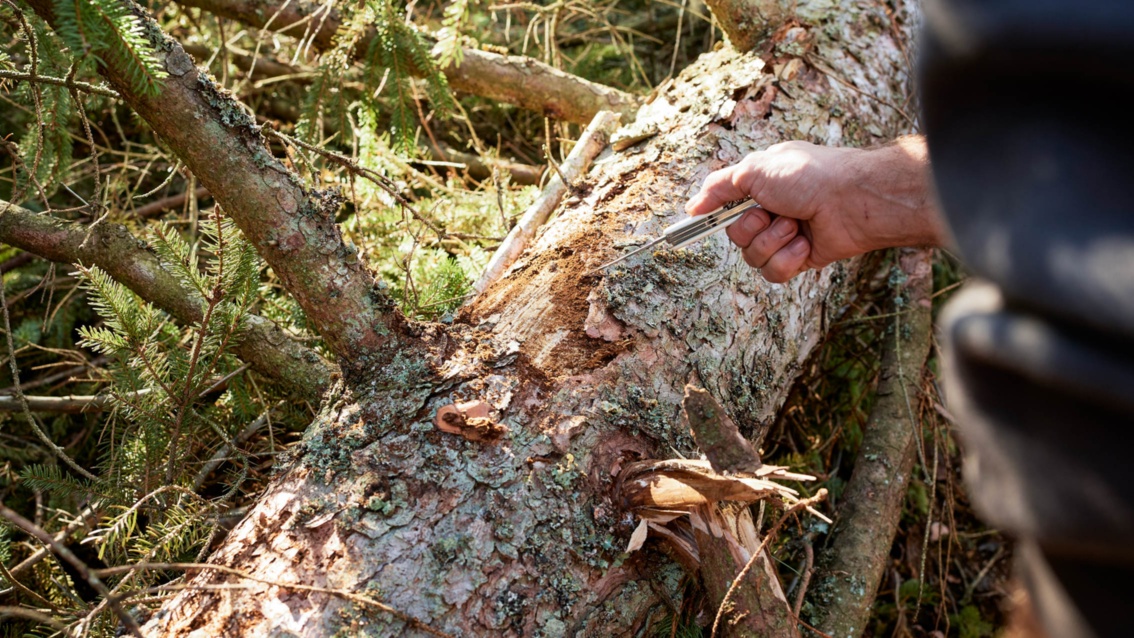 Eine Hand mit einem Taschenmesser, an einem gefällten Baum ist ein Stück Borke entfernt. 