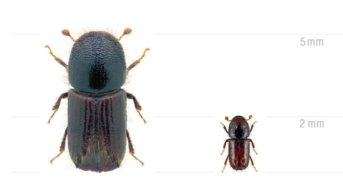 Zwei ähnlich ausschauende braune Käfer vor einem weißen Hintergrund mit Messlinien für die Größen zwei und fünf Millimetern.