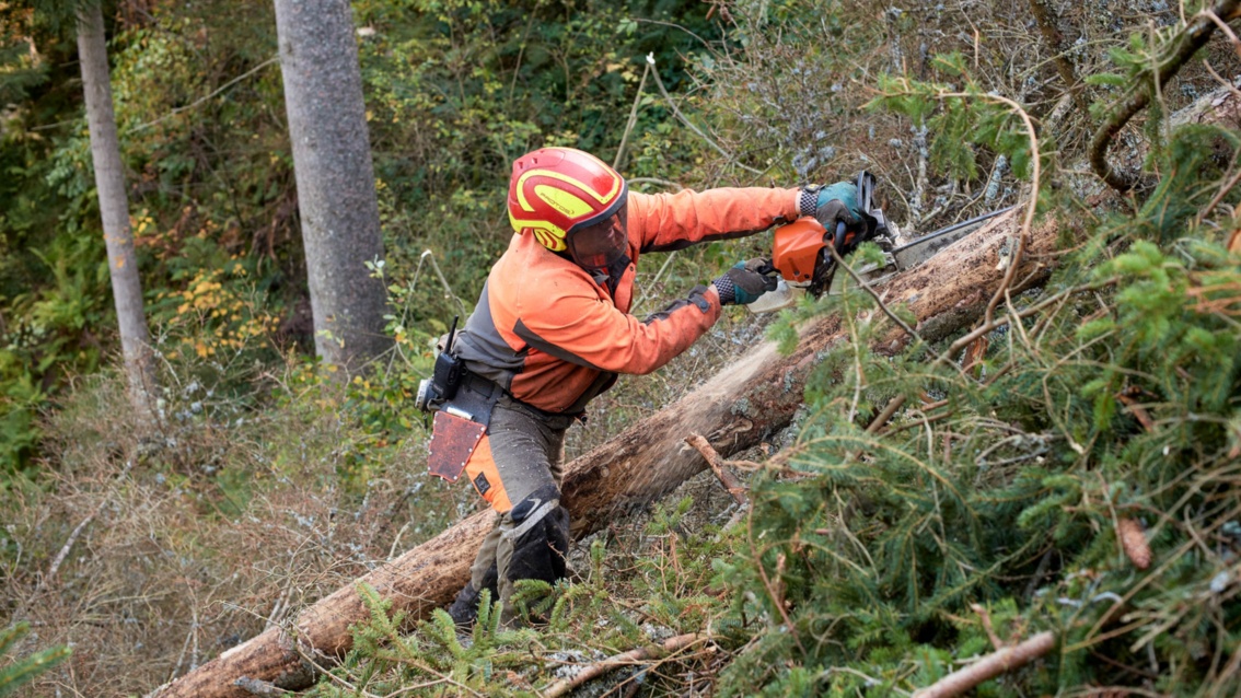 Ein Waldarbeiter in Sicherheitskleidung und Helm sägt mit der Kettensäge Äste von einem Baum ab.