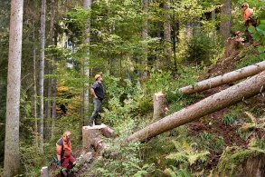 Ein Wald mit Waldarbeitern und umgesägten Bäumen