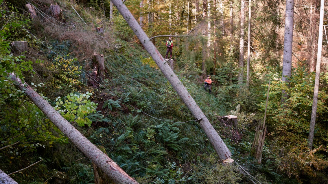 An einem Waldhang liegen zwei gefällte Baume, Waldarbeiter im Hintergrund.