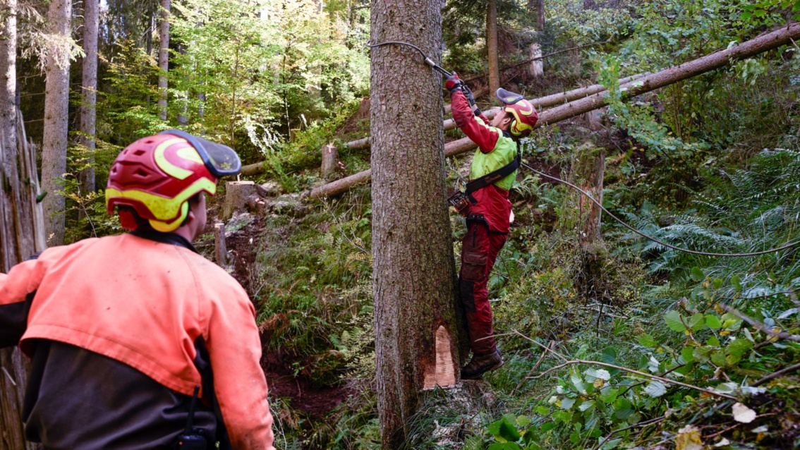 Waldarbeiter in Sicherheitskleidung und Helm befestigen ein Seil an einem Baum.