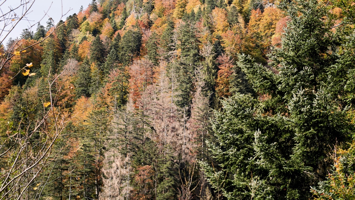 Ein herbstlicher Mischwald am Hang mit einigen toten Bäumen dazwischen