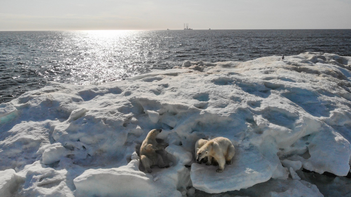 Auf einer zerklüfteteten, verschmutzten Eisscholle liegen zwei Eisären, am Horizont sieht man eine Art Ölplattform.