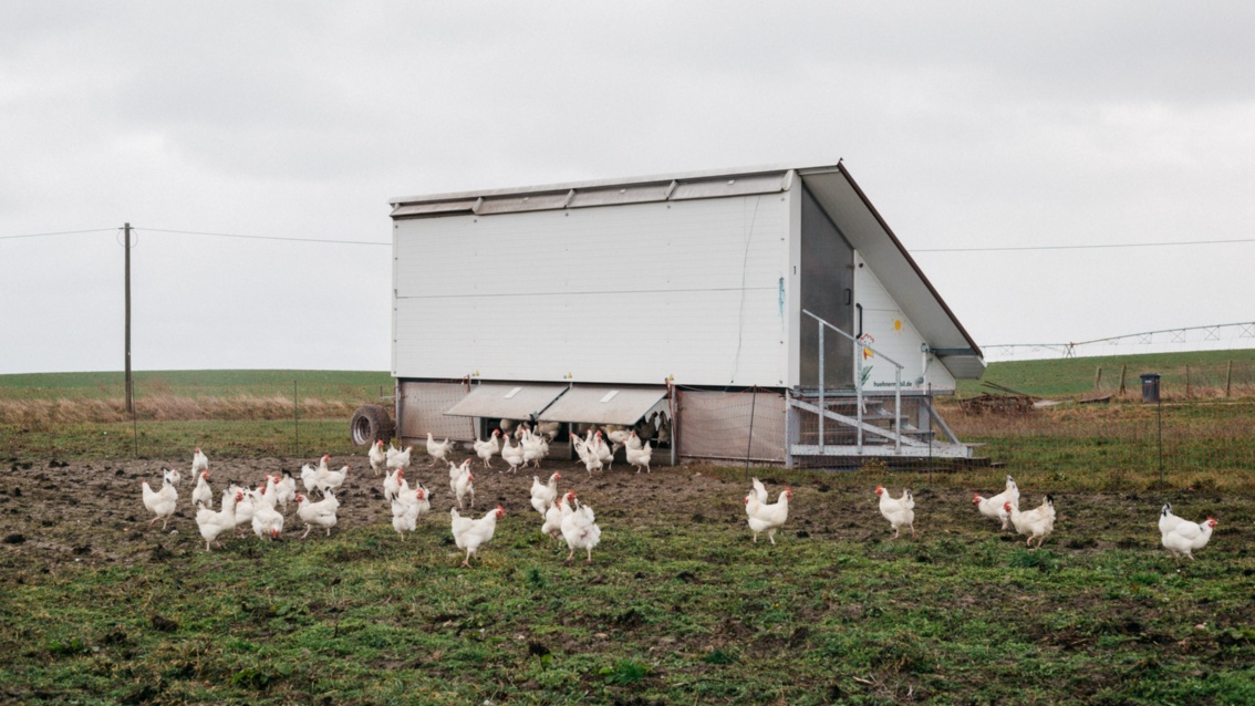 Ein grauer moderner Hühnerstall steht auf einer regendurchnässten Wiese, davor etwa 20 weiße Hühner.