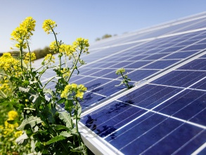 Eine Solarpaneele nah fotografiert, daneben wächst eine Rapspflanze.