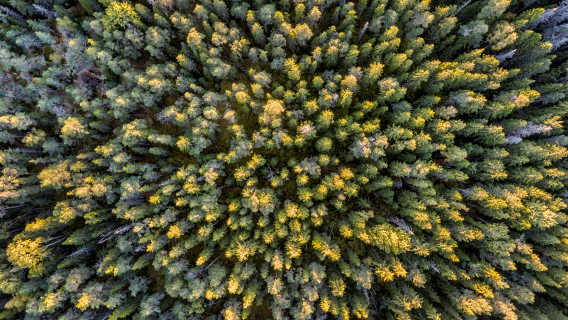 Drohnenaufnahme auf einen Wald mit unterschiedlich farbigen Baumwipfeln