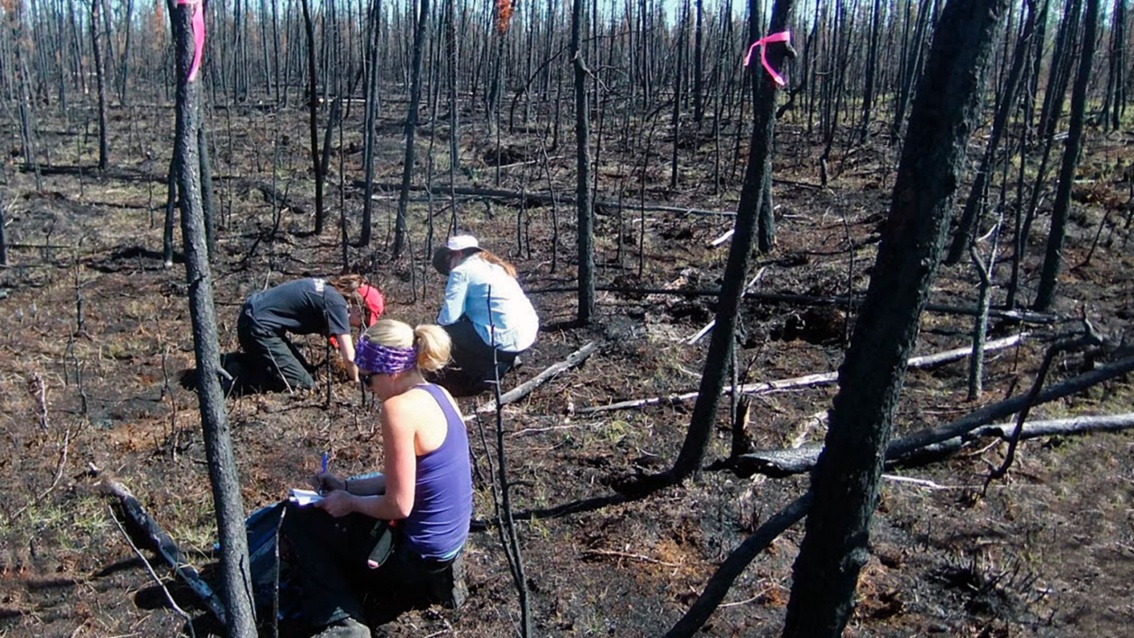 Ein verbrannter Wald, in dem drei Wissenschaftlerinnen in sommerlicher Kleidung den Waldboden untersuchen.