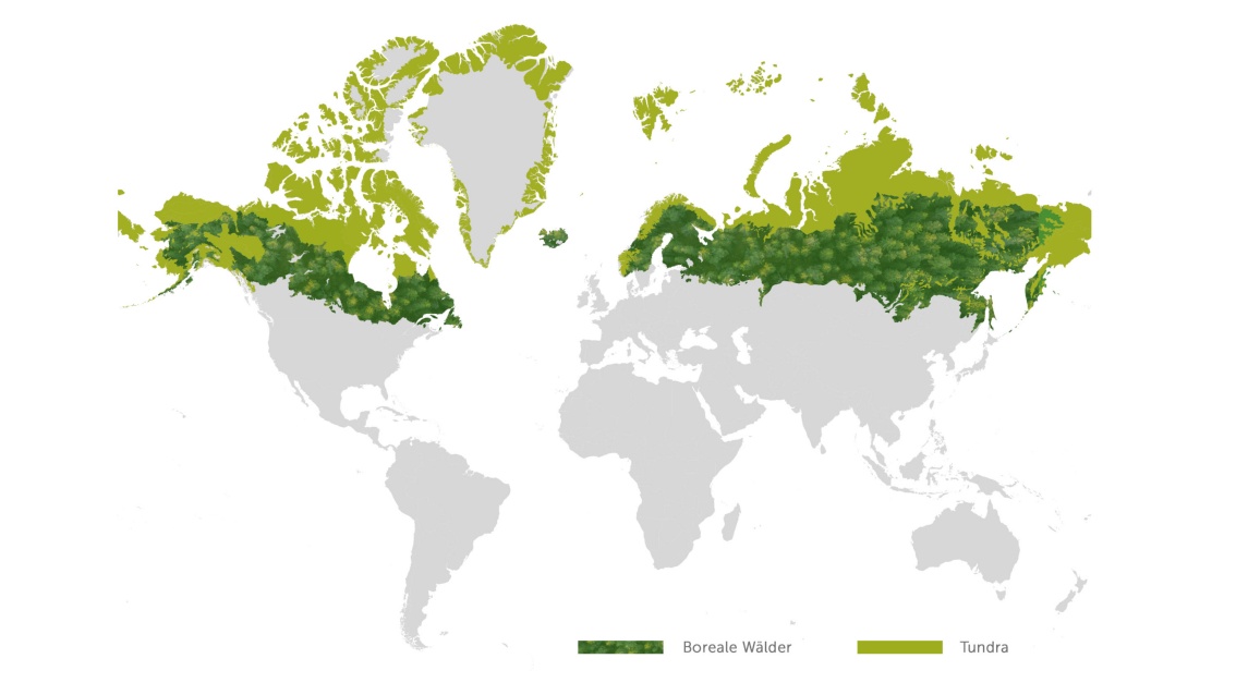 Eine Weltkarte zeigt zwei Zonen von Vegetation in der nördlichen Hemisphäre, die nördlichere ist Tundra, südlicher der boreale Nadelwald.