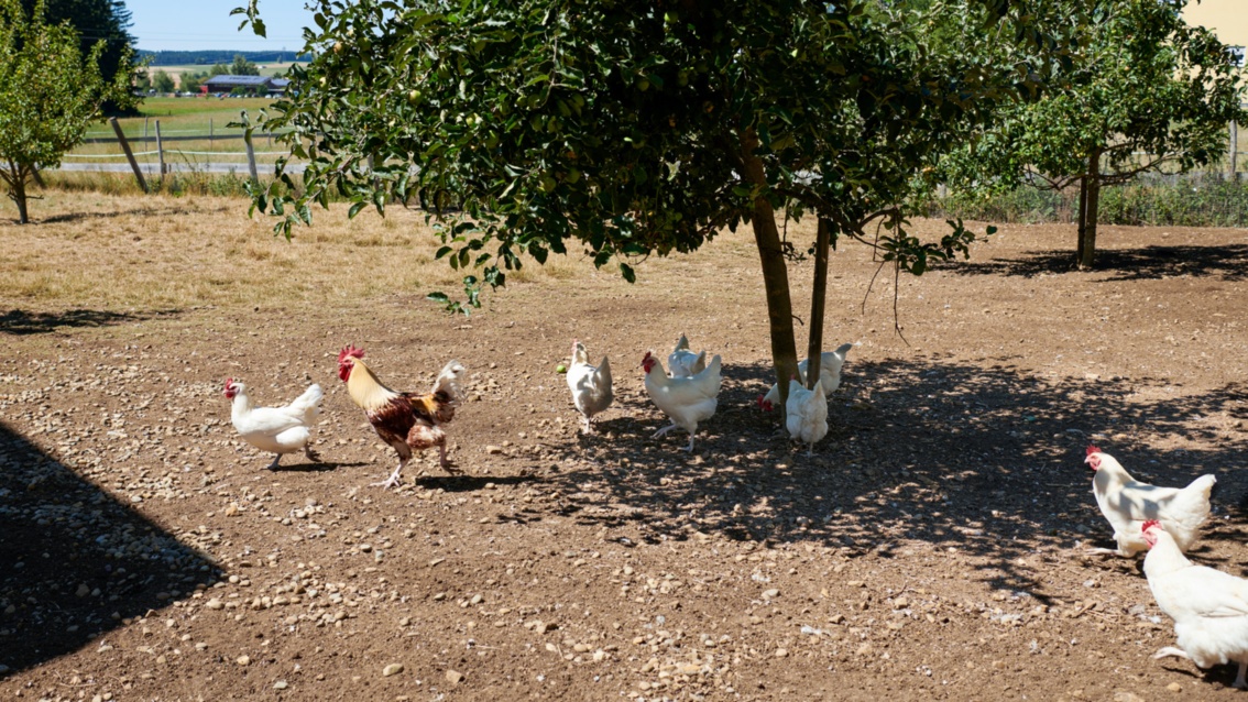 Unter einem schattenspendenden Busch laufen Hühner auf einer großen Freifäche.