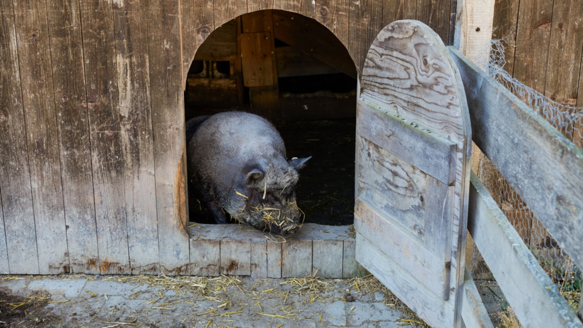 Aus der kleinen Holztür des Stalls schaut ein Schwein heraus.
