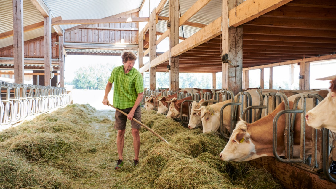 In einem lichten Kuhstall füttert ein junger Mann in sommerlicher Kleidung die Kühe.