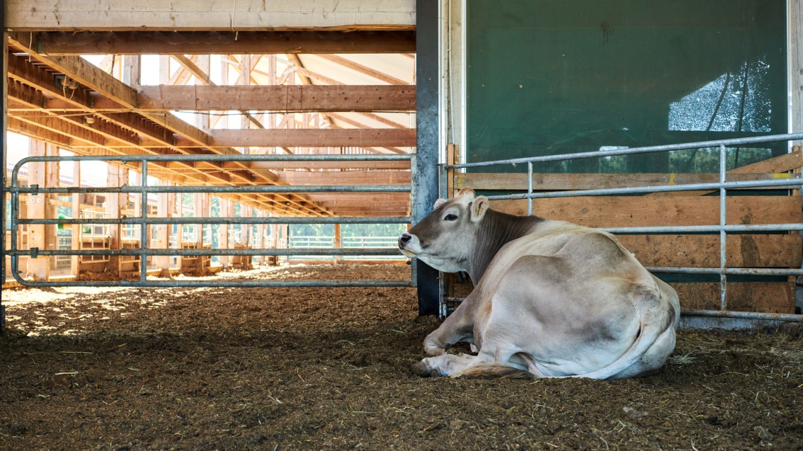 In einem lichten freundlichen Kuhstall liegt entspannt eine Kuh auf dem Boden.