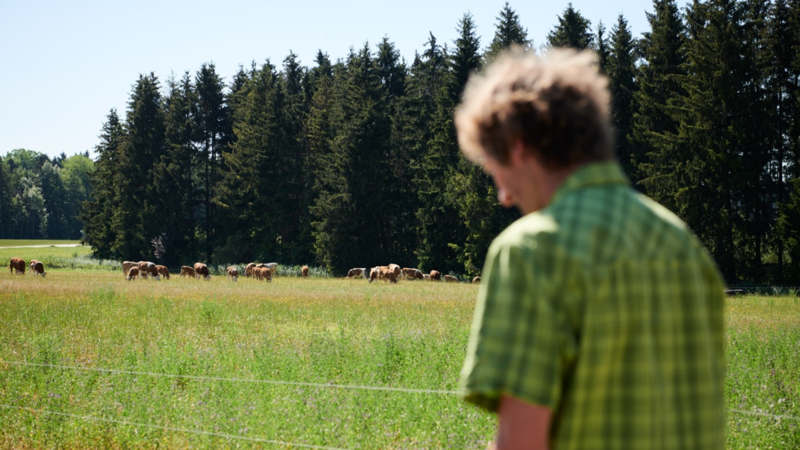 Eine sommerliche Kuhweise mit Fichtenwald im Hintergrund, vorne im Bild ein junger Mann